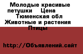 Молодые красивые петушки. › Цена ­ 400 - Тюменская обл. Животные и растения » Птицы   